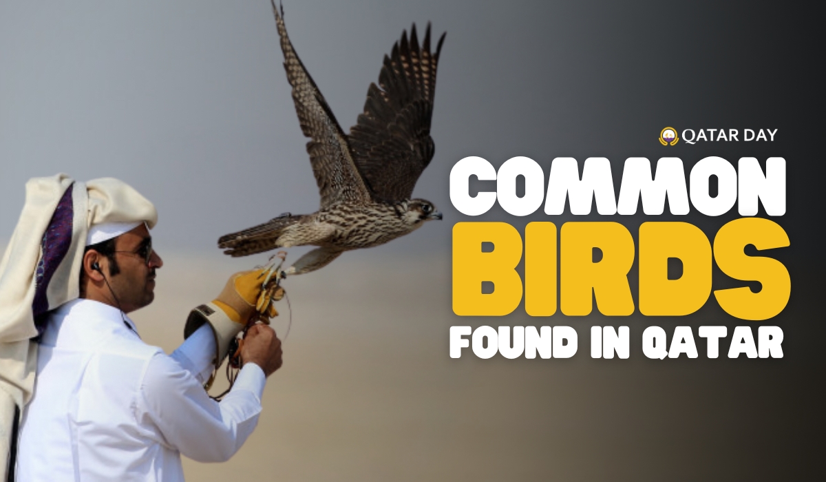 COMMON BIRDS FOUND IN QATAR
